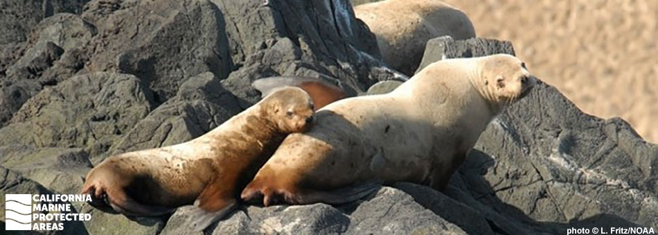 two seals on a rocky shore